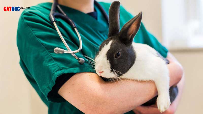 علائم بیماری در خرگوش ها