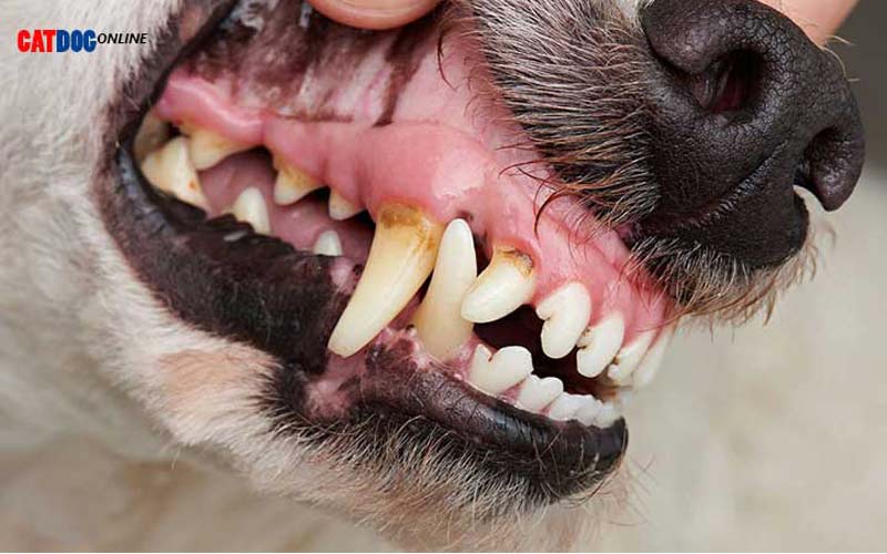 مرجع کامل بیماری های دهان و دندان سگ