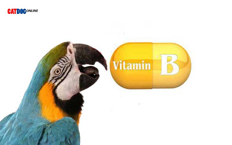مصرف ویتامین B کمپلکس برای پرندگان 