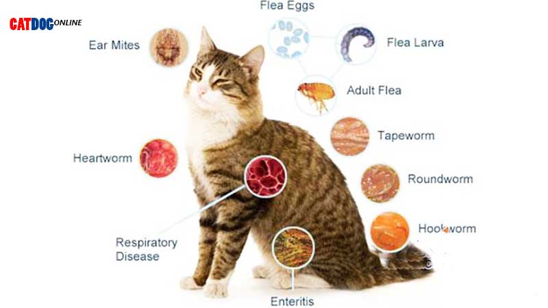 9 علامت مهم بیماری های انگلی در گربه 