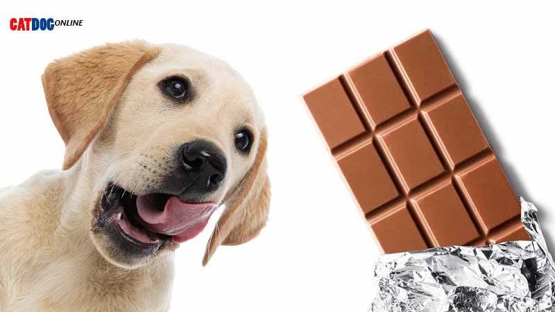 با خوردن شکلات توسط سگ چه اتفاقاتی می افتد؟