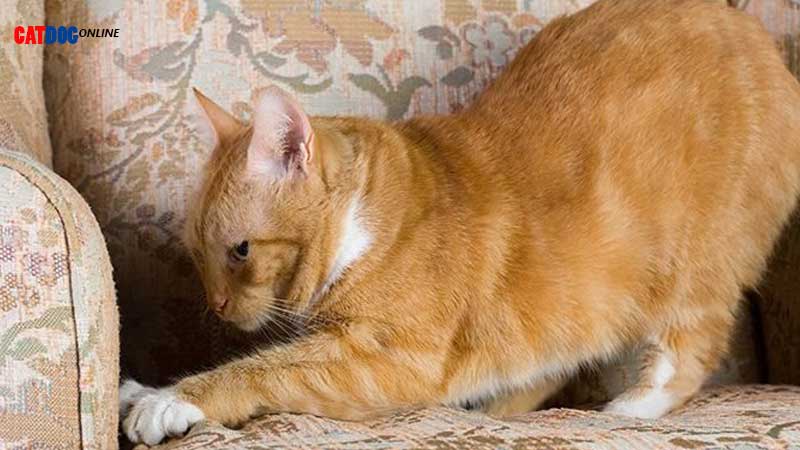 چرا گربه ها روی سطوح را می خراشند؟
