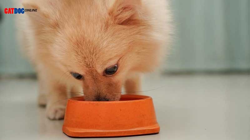 مهمترین نکات تغذیه سگ پامرانین 
