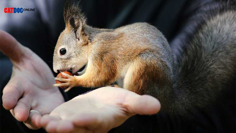 غذای سنجاب خانگی چیست؟