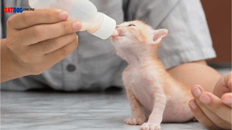 نحوه صحیح استفاده از شیر خشک برای بچه گربه