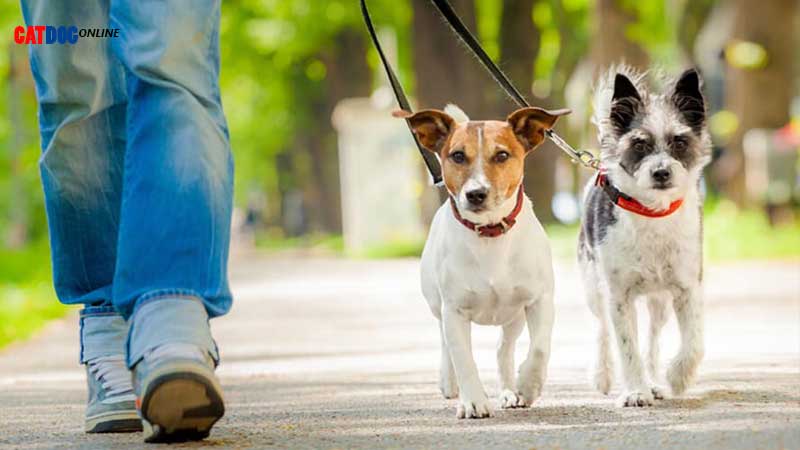 نکات مهمی که باید برای پیاده روی با سگ ها رعایت کنید