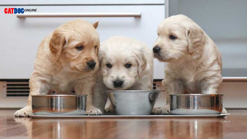 اطلاعات کامل درباره تغذیه توله سگ ها