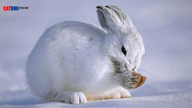 سرمازدگی-خرگوش.jpg
