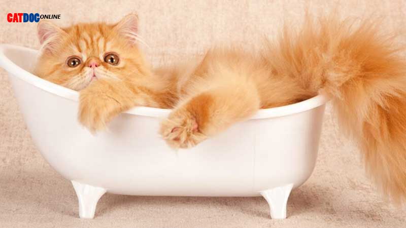 به نظر شما گربه ها به حمام  نیاز دارند؟