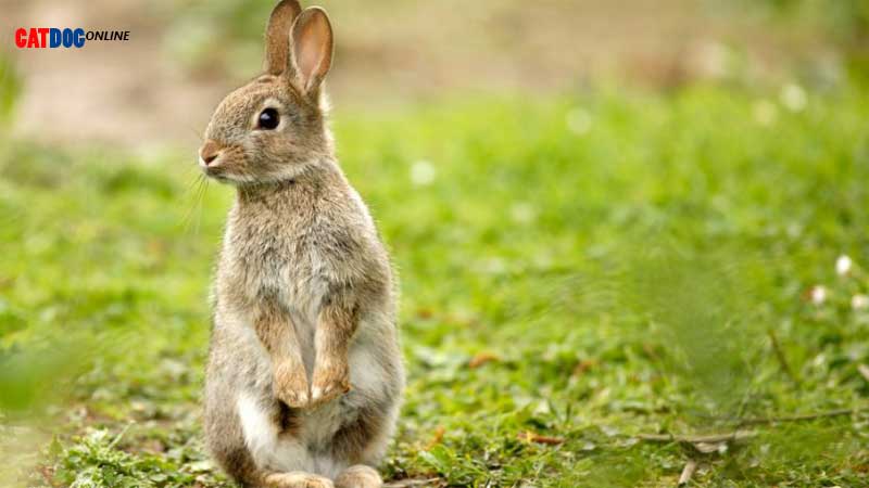 گرما زدگی در خرگوش| راه های تشخیص و راه های درمان