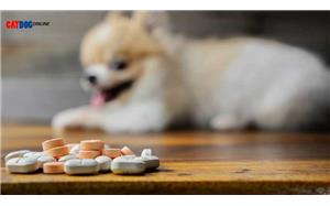 9تا از مهمترین داروهای انسانی مضر برای حیوانات خانگی 