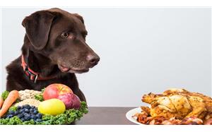 غذای خشک سگ | کاملترین اطلاعات در مورد غذای خشک سگ