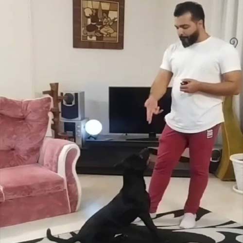 مربی آموزش سگ در اصفهان