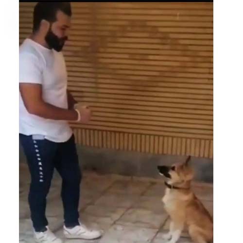 مربی آموزش سگ در اصفهان