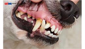 مرجع کامل بیماری های دهان و دندان سگ