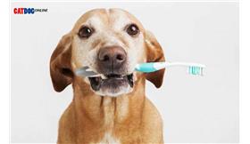 نظافت دندان سگ