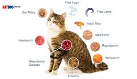 9 علامت مهم بیماری های انگلی در گربه 
