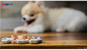 9تا از مهمترین داروهای انسانی مضر برای حیوانات خانگی 