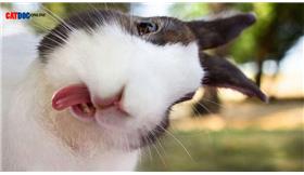 زبان بدن خرگوش