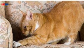 چرا گربه ها روی سطوح را می خراشند؟