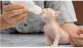 نحوه صحیح استفاده از شیر خشک برای بچه گربه