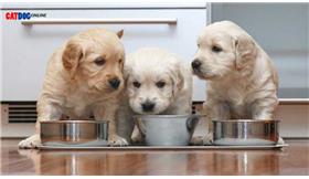 اطلاعات کامل درباره تغذیه توله سگ ها