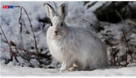 نگهداری از خرگوش در فصل سرما